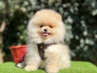 Safkan Pomeranian Boo Yavrularımız