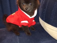 Pomeranian 8 Aylık Aşıları Yapıldı Erkek