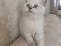 Harika bir bebek british shorthair