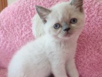 2 buçuk aylık british shorthair