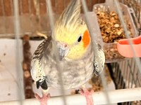 Hazır takım sultan papağanı