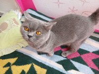 Yetişkin british shorthair