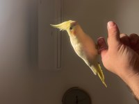 6 Aylık Sultan Papağanı Dişi