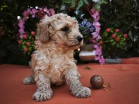 MALTİPOO KÖPEKLER