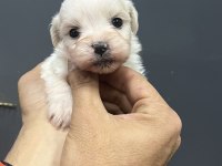 Minik yavru köpekler yeni yuvasına gitmeye hazırlar