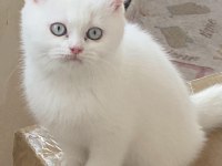 SCOTTİSH UFAKLIK SAHİPLENDİRİLMEYE HAZIR