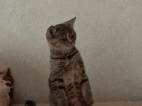 British Shorthair ve Tekir Kırması Sakız