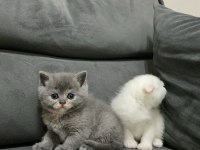 British shorthair gri