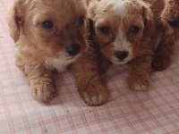 MALTİPOO YAVRU