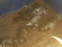 KANGAL KÖPEĞİ YAVRULARI