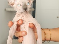 Sphynx yavru kedimiz