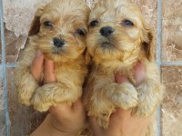Maltipoo yavruları