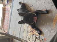 12 aylık erkek french bulldog