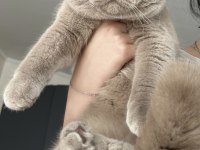 Erkek british shorthair