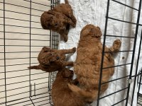 A plus toy poodle yavrular ilk aşısı ve iç parazit