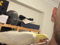 Full evcil sultan papağanı