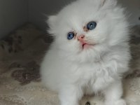 Minnoş bebek kediler