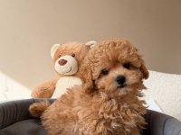 Maltipoo Yavrularımız Kore
