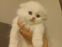 Yavru bembeyaz scottish fold