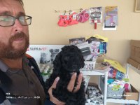 Bitter Çikolatalı Poodle