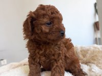 KORE KAN POODLE SAHİPLENDİRME