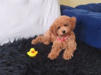 Peluş Bir Kız Toy Poodle