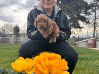 Toy poodle yavrular