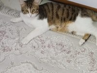 Acil sahiplendirme british shorthair