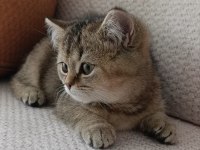 Yakışıklı yavru british shorthair