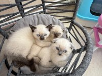 British shorthair ve scottish fold yavrularımız