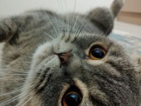 Scottish Fold Simba İçin Maalesef Yeni Yuva Arıyoruz