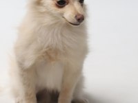 Pomeranian yavru 6 aylık