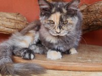 Maine coon kedimiz