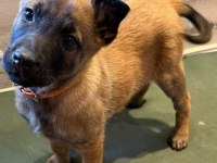 Şecereli Safkan Şampiyona Köpeği 3 Aylık Malinois