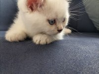 British shorthair silver point erkek yavrum