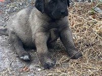 Köpeğimizi Sahiplendiriyoruz