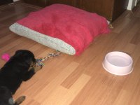 A kalite saf kan macar rottweiler