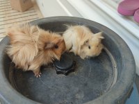 1 dişi ve 1 erkek ginepig