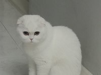 Acil Dişi Scottish Fold