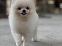 Mersin pomeranian boo köpeği