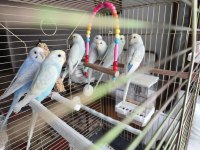 Pastel Renk Muhabbet Kuşu Yavrular