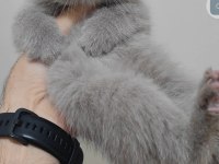 British shorthair kedisi