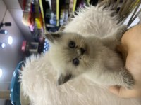 Güzel scottish fold yavrular yeni yuvalarını arıyor