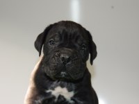 CorsoTürkden Şecereli Garantili Şampiyon Yavru Köpekler