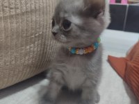 Safkan anne babadan british shorthair ayı surat yavrular