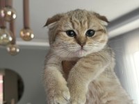 Scottish fold yavrumuz yeni yuvasını arıyor