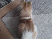 Pomeranian köpeğimiz 5 aylık