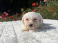 Kar beyaz maltese yavrular