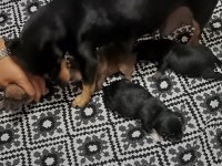 Minyatür pinscher