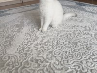 Orjinal btitish shorthair